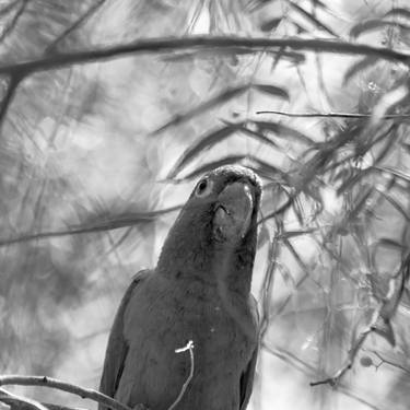 Original Art Nouveau Animal Photography by Diego Cerezer