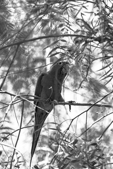 Original Black & White Animal Photography by Diego Cerezer