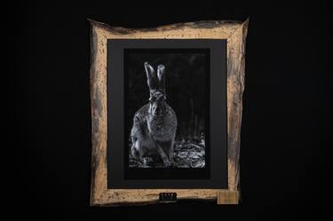 Black-tailed Jackrabbit in Woman's Tongue thumb