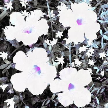 Original Pop Art Floral Photography by Karin Elmers