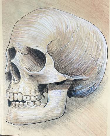 skull drawing thumb