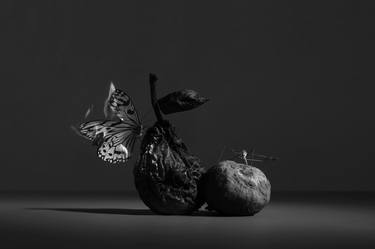 Original Photorealism Still Life Photography by Alyssa A