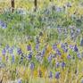 Texas Bluebonnet signature of painting
