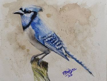 Blue Jay Bird in Watercolor 5x7 thumb