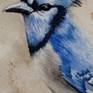 Blue Jay close up