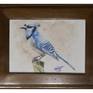 Blue Jay Framed