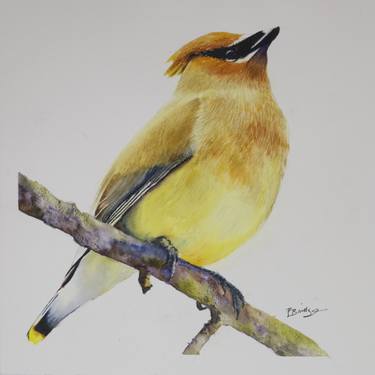 Cedar Waxwing Bird in Watercolor 10x10 thumb