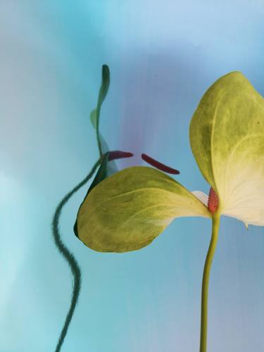 Original Abstract Floral Photography by Cristina Hernandez Montero