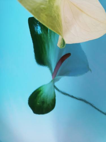 Original Abstract Floral Photography by Cristina Hernandez Montero