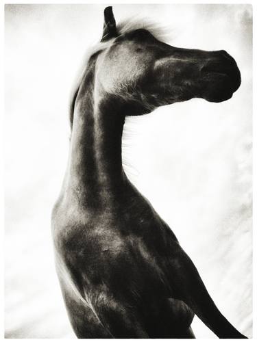 Original Expressionism Animal Photography by MARTIN WÆRN