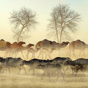 "Desert Spectacle: Camels and Buffaloes in a Dusty Dance" thumb