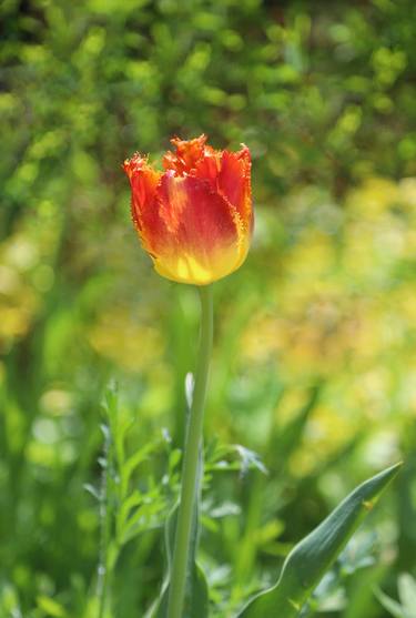 Print of Fine Art Floral Photography by Diana Dimitrova