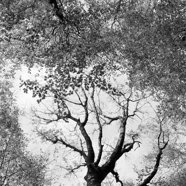 Original Tree Photography by Valerie Bennett