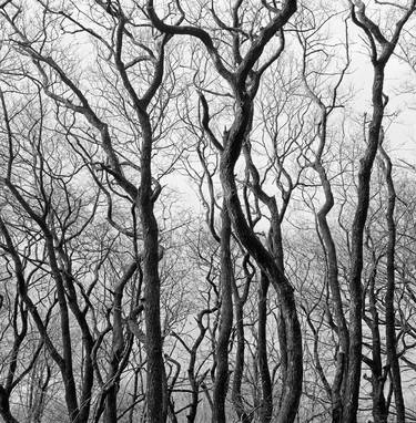 Forest: A Row of Trees in Winter thumb