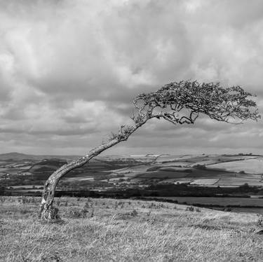 Original Tree Photography by Valerie Bennett