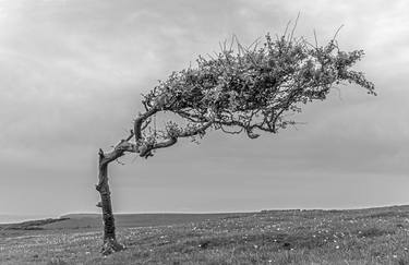 Tree by the Sea thumb