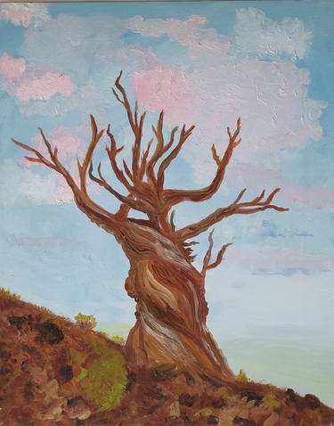 Old pine -Oil painting of canvas 40x50 - 2021 thumb