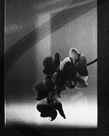 Orchid 1 thumb