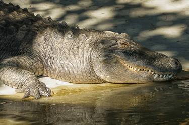 Alligator relaxing on the shore | Canvas Print thumb