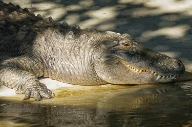 Original Photorealism Animal Photography by Henry Tang