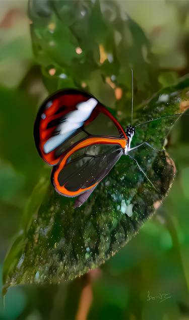 Mariposa de cristal thumb