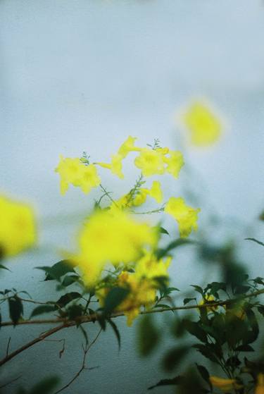 Flowers On Film thumb