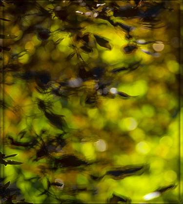 Print of Abstract Expressionism Nature Photography by bai yun