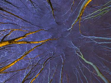 Original Fine Art Tree Photography by Anton Havelaar
