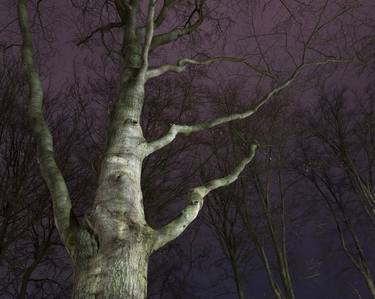 Original Fine Art Tree Photography by Anton Havelaar