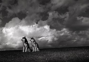 Original Fine Art Dogs Photography by Rolph Gobits