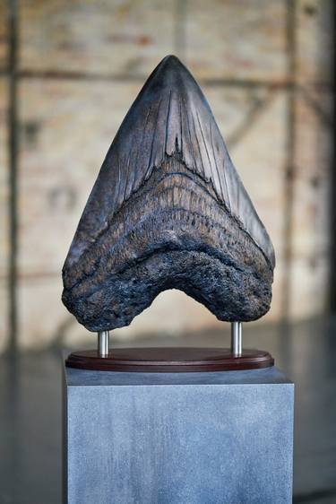 Megalodon Tooth thumb
