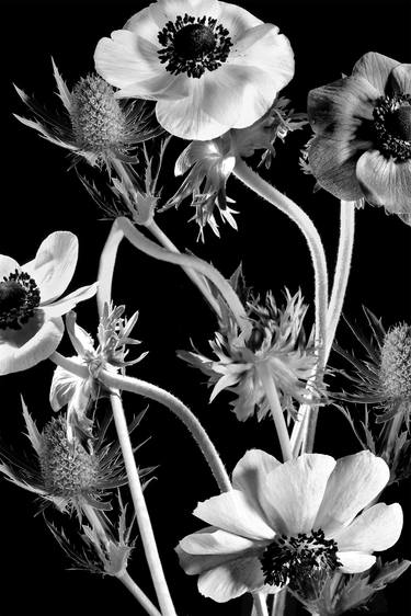 Original Floral Photography by Paolo Pagani