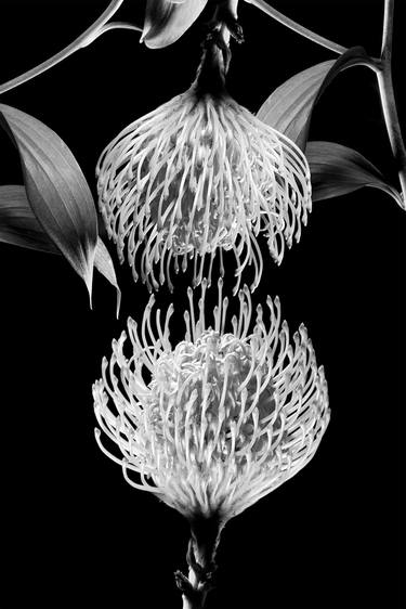 Print of Conceptual Floral Photography by Paolo Pagani