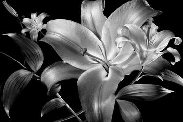 Original Conceptual Floral Photography by Paolo Pagani