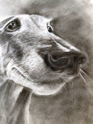 Print of Dogs Drawings by Roberta Dotti