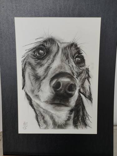 Original Contemporary Dogs Drawings by Roberta Dotti