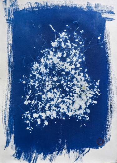 Original Abstract Botanic Photography by Barend Paul Stander