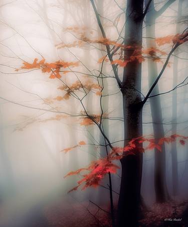 Original Photorealism Tree Photography by Ken Runkel