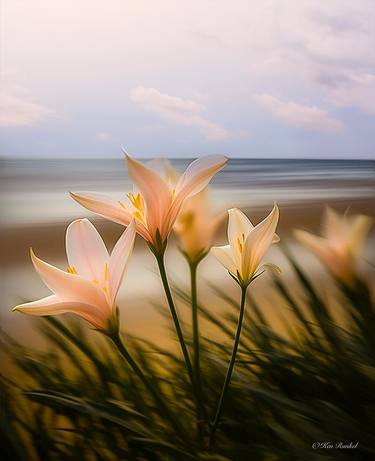 Original Floral Photography by Ken Runkel