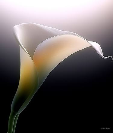 Original Floral Digital by Ken Runkel