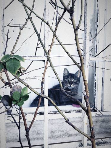 Original Modern Cats Photography by Elf Şener