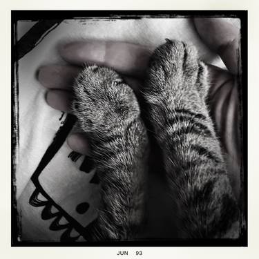 Print of Fine Art Cats Photography by Elf Şener