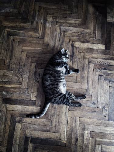 Original Documentary Cats Photography by Elf Şener