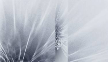 Original Conceptual Abstract Photography by Eileen shahbazian