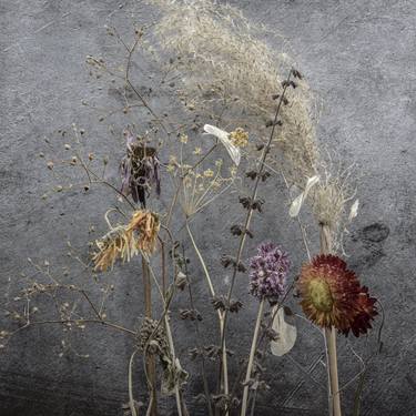 Original Contemporary Floral Photography by Victoria Gardner