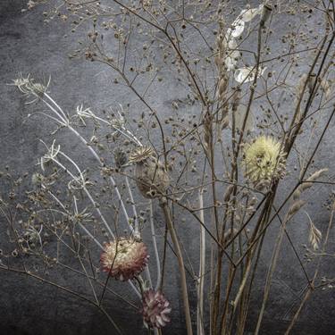 Original Fine Art Floral Photography by Victoria Gardner