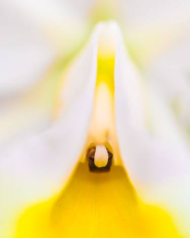 Original Fine Art Floral Photography by Marco Aurelio