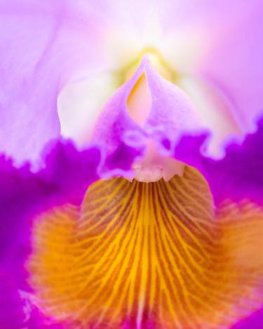 Original Abstract Floral Photography by Marco Aurelio