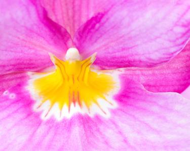 Original Abstract Floral Photography by Marco Aurelio
