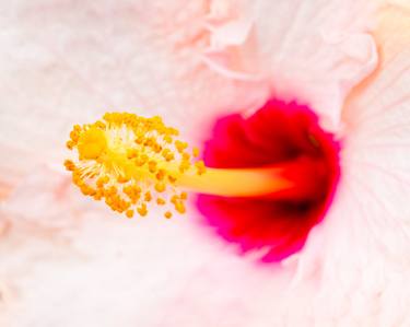 Print of Documentary Floral Photography by Marco Aurelio